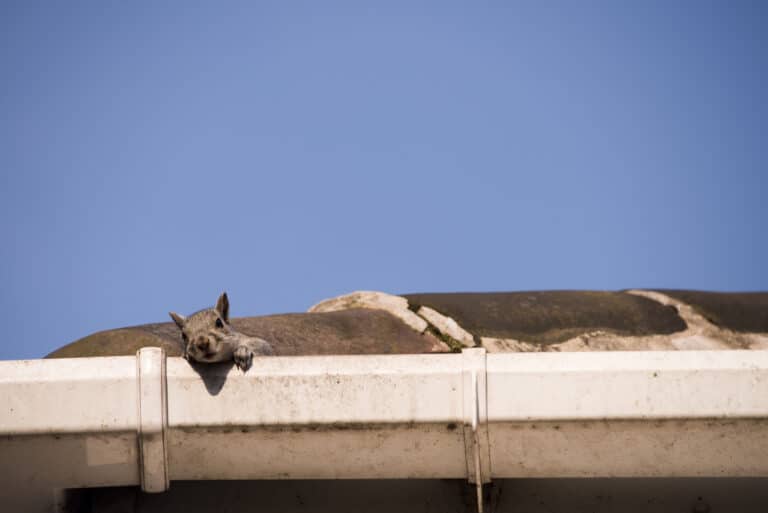 Gray squirrel perched on the edge of a flat roof, peering over the white fascia board and gutter